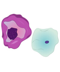 Zytologie und Zellen