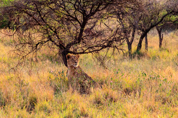 Obraz na płótnie Canvas Two lionesses (Panthera leo) resting under a tree in Serengeti National Park, Tanzania