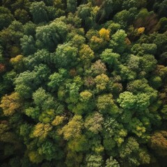 Naklejka premium Aerial view of green trees in forest. Top view from drone