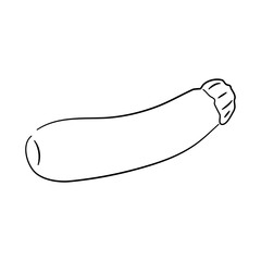 Zucchini doodle icon. Hand drawn black sketch. Vector Illustration.