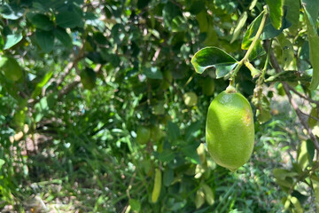 green lemon fruit in agriculture garden
