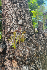 young plant tree growing on tree trunk