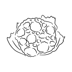 Hand-drawn black sketch of a cauliflower in a doodle icon. Vector illustration.