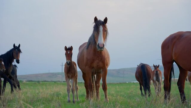 A bay mare with a foal looks into the camera, and then runs away with the herd to graze in the pasture at sunset.