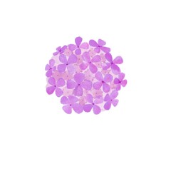 Pastel purple hydrangea flower drawing.