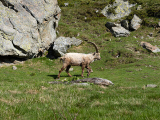 stambecco, delle, alpi, alpino, bouquetin, montagne, dell'arco alpino, dimorfica, maschio, grande, corna, lunghe, lunghissime, adulto, capra, selvatica, grigio, brunastro, manto, terreni, ripidi, e, a