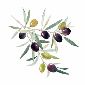 Beautiful image with hand drawn watercolor green and black olives on branch with leaves. Stock clip art illustration.