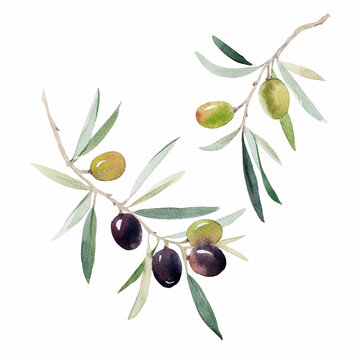 Beautiful image with hand drawn watercolor green and black olives on branch with leaves. Stock clip art illustration.