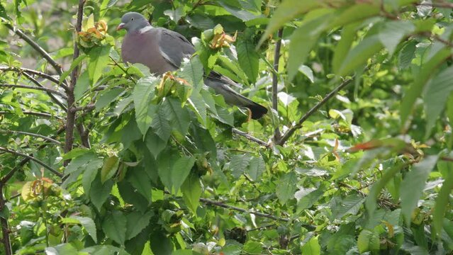 Wild wood pigeon sitting perched high up in a sycamore tree in the UK countryside.