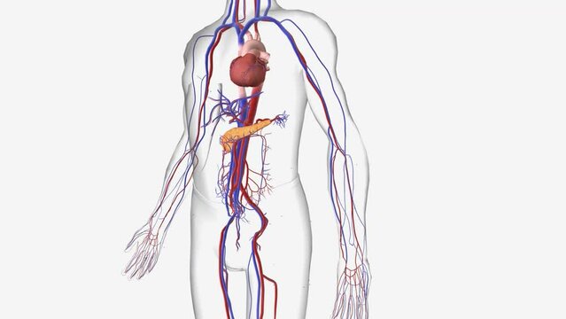 Hypercalcemia is a condition in which the calcium level in your blood is above normal