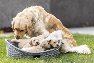 Doggy mother is trying to put the puppies in the basket