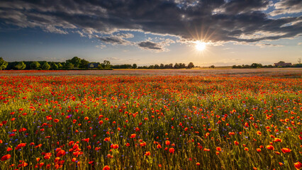 Mohnfeld in sch&ouml;ner Stimmung