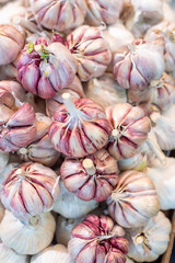 close up of organic garlic 