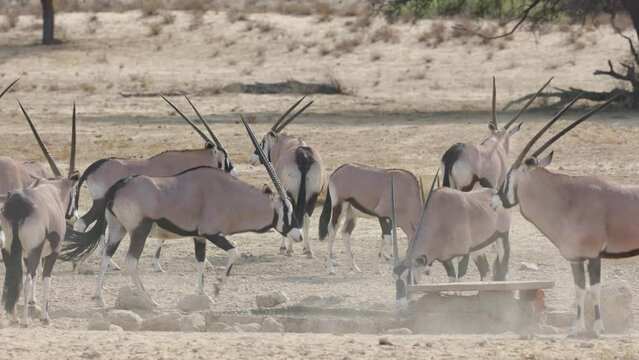 a herd of gemsbok at the waterhole