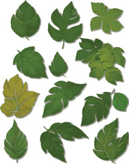 green leaves isolated on white, vector, no background, Luxury exotic elements for wedding invitation, cosmetics design, summer banner, perfume, beauty, travel, packaging design.