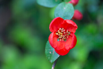 pretty red flowers of a Japanese quince Chaenomeles japonica covered in raindrops