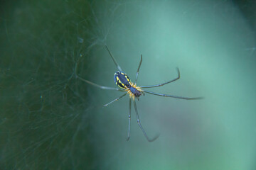 spider on a web