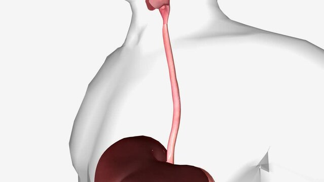 Healthy Digestion, Esophagus 3d animation