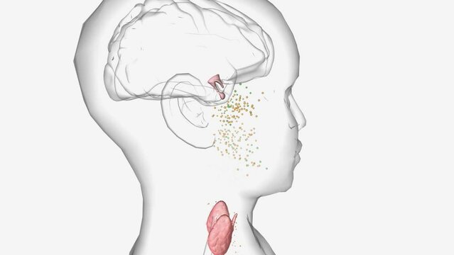 Hyperthyroidism happens when the thyroid gland makes too much thyroid hormone