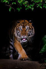 Tiger portrait of a bengal tiger in Thailand on a black backgrou