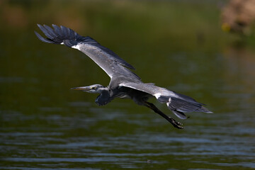 flying Grey heron // fliegender Graureiher (Ardea cinerea)