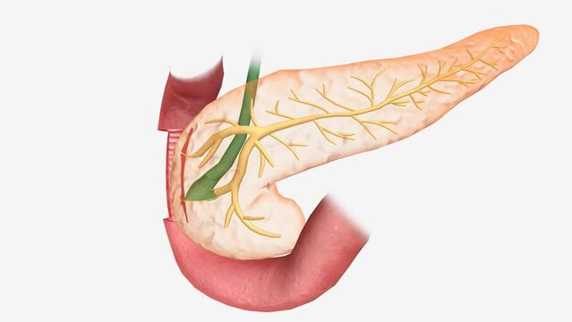 The pancreas is an elongated, tapered organ located across the back of the belly, behind the stomach.