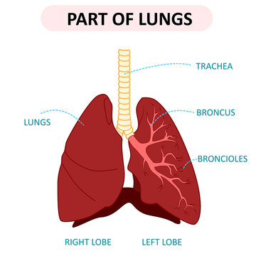 part of lungs