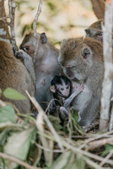 Family of Balinese long-tailed macaque monkey in Ubud monkey forest, Bali, Indonesia.