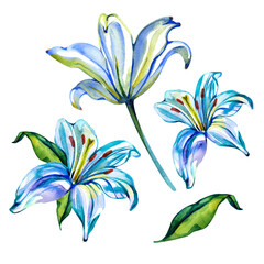 Watercolor lilly flower. Set of floral elements isolated on white background. Hand painted botanical illustration.