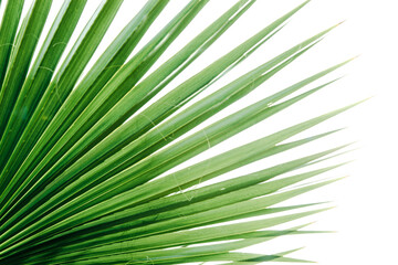 Obraz na płótnie Canvas Green palm leaves, natural background.