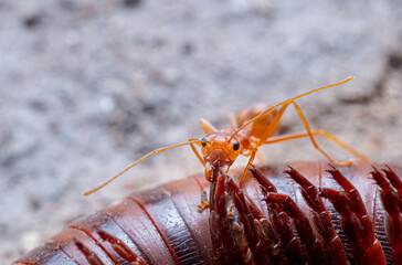 Red ants or Oecophylla smaragdina of the family Formicidae carrying food back to the nest. Red ants...