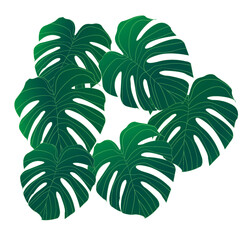 Monstera leaves vector illustration.Tropical background banner. Jungle plants graphic.