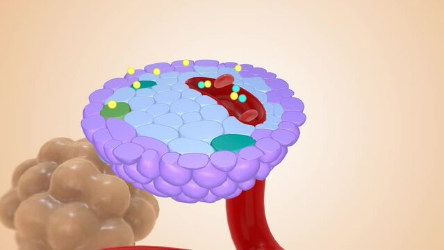 Healthy Insulin Production 3d animation