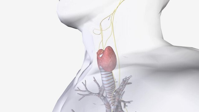 The parasympathetic division of the autonomic nervous system is the primary innervation of the thyroid gland, via the vagus nerve