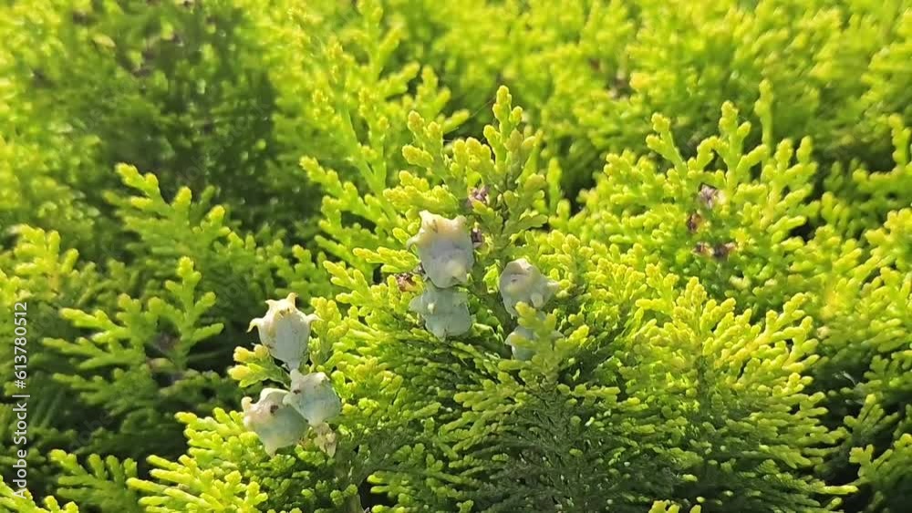 Wall mural bright green branches of thuja tree with cones, close up