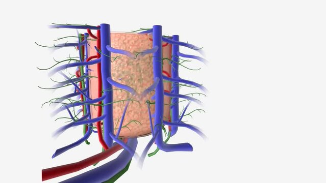 Primary Biliary Cholangitis Cirrhosis Intrahepatic bile ducts