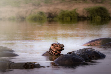 Wild cute grey african baby hippo in swimming in a lake surrounded by his family in the Serengeti...
