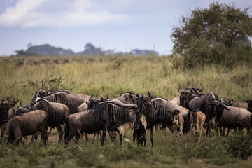 A herd of wild wildebeest, gnus, in the savannah in the Serengeti National Park, Tanzania, Africa
