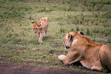 Wild majestic lion cub, simba, with his mother, a lioness, lion family, in the savannah in the Serengeti National Park, Tanzania, Africa