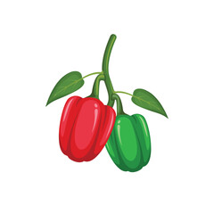 peppers vector illustration element design template