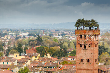 Fototapeta na wymiar Guinigi tower in Lucca, Italy 