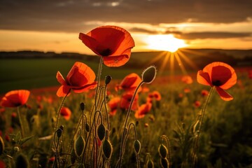 field of red poppies in the sunset light. AI Generative