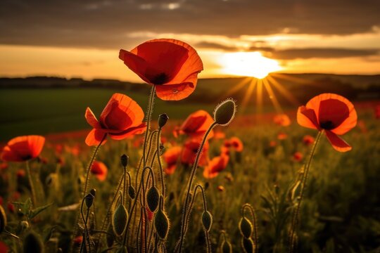 field of red poppies in the sunset light. AI Generative © dark_blade