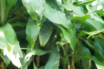 little spider web