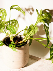 plant foliage with shadow on white background