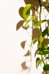 plant foliage with shadow on white background