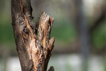 Dry old tree branch cut down in garden close-up with blurry background. Healthy trees garden cleaning in sunny spring day