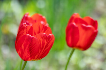 Red tulips blossom close-up in spring, flowers with blurred green meadow bokeh background. Romantic botany foliage with selective focus