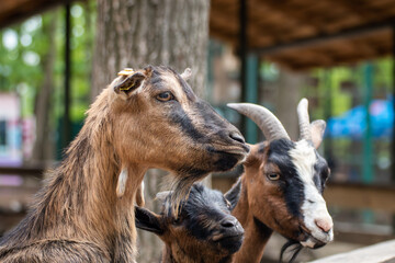 Fototapeta premium Colorful goats waiting for food near wooden fence in farm yard. Domestic animals breeding close-up