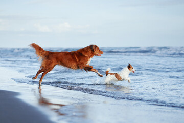 two active dogs run along the beach on the water. Nova Scotia Retriever and Jack Russell Terrier